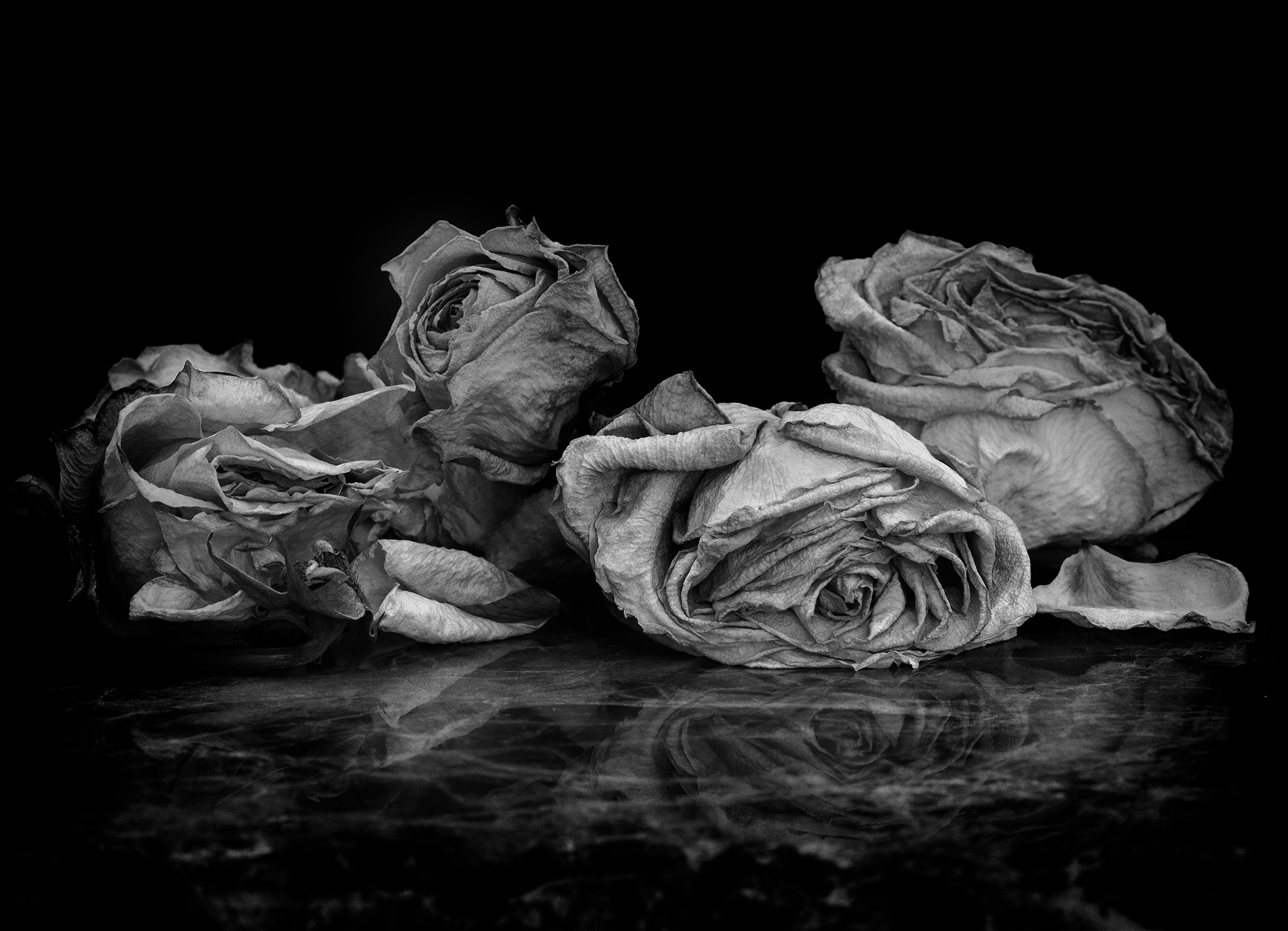 dead roses