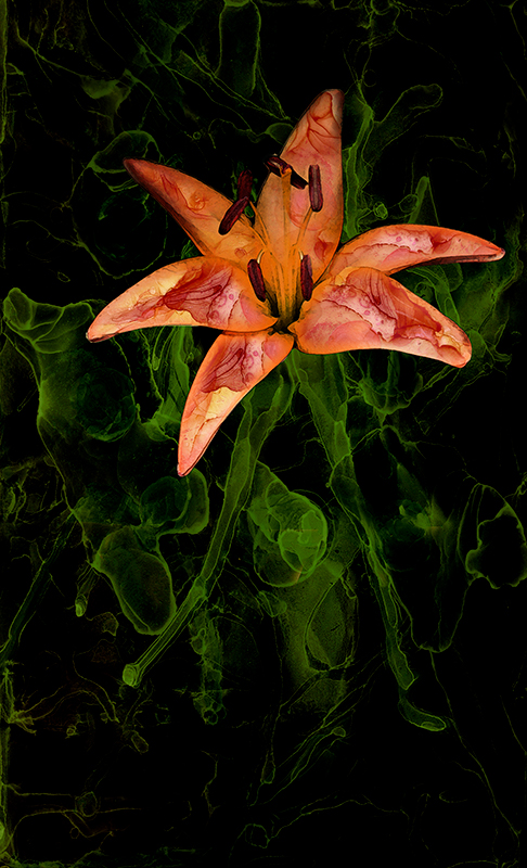 painted lily